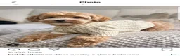 Maltipoo dogs for sale: Apricot Toy Maltipoos from KC health tested champ  - Advert 10
