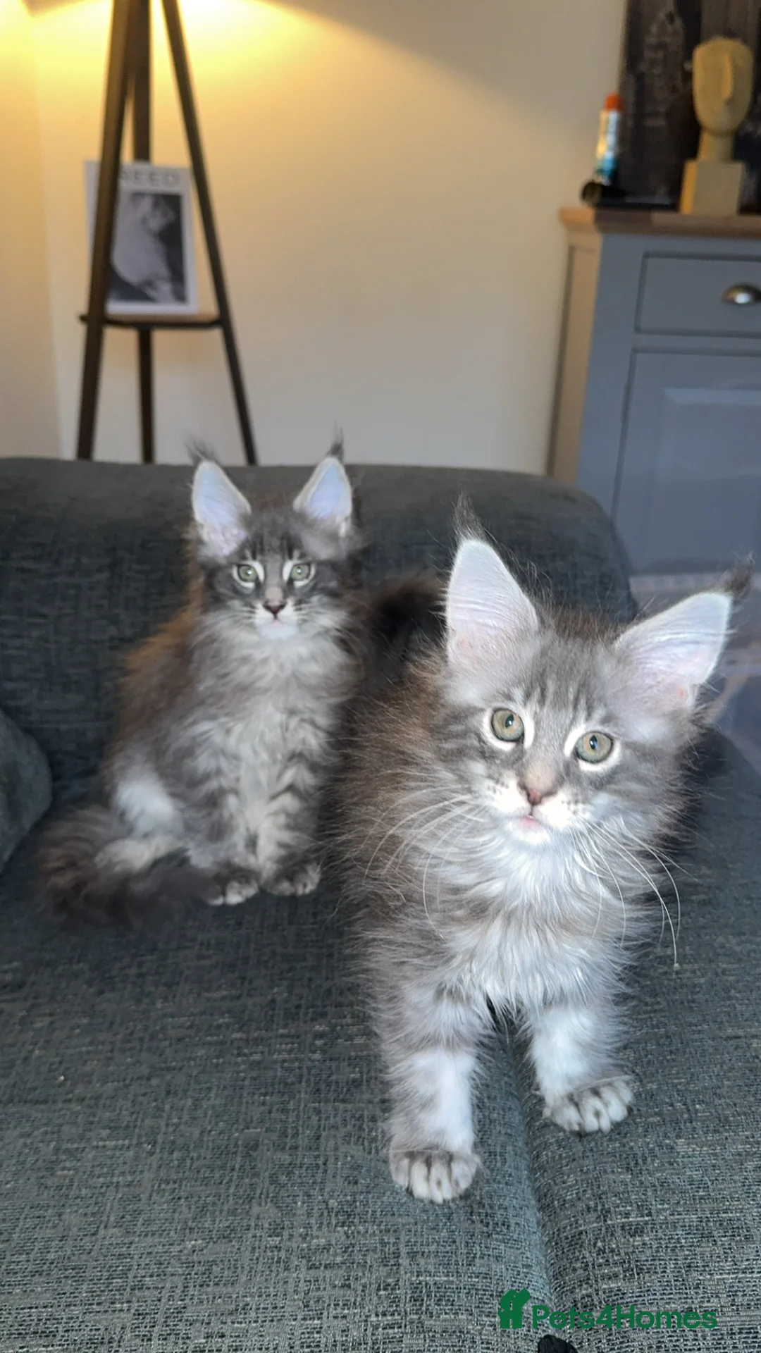 Maine Coon cats for sale: maine coon cats  - Advert 2