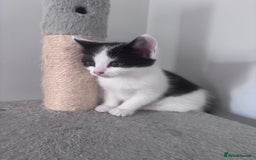 Mixed Breed cats for sale: 2 gorgeous girls  in Weston-super-Mare - Image 11
