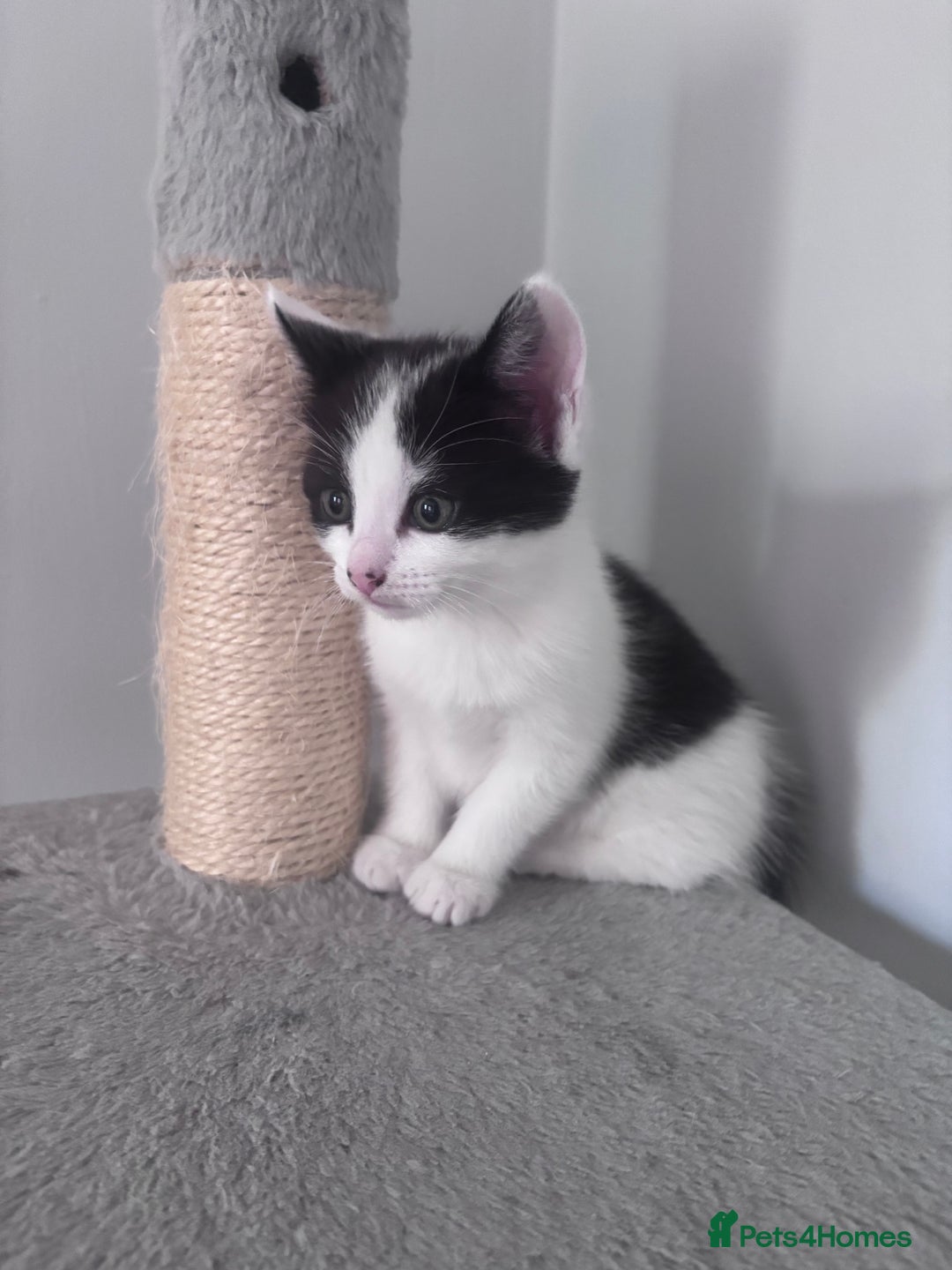 Mixed Breed cats for sale: 2 gorgeous girls  in Weston-super-Mare - Image 11
