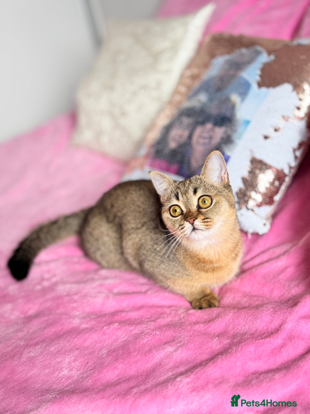 Scottish Fold cats for sale: Show quality straight girl - Advert 3