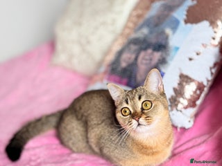 Scottish Fold cats Show quality straight girl - Advert 4