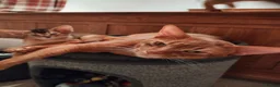 Abyssinian cats for stud: Cinnamon Abyssinian Boy! - Advert 2