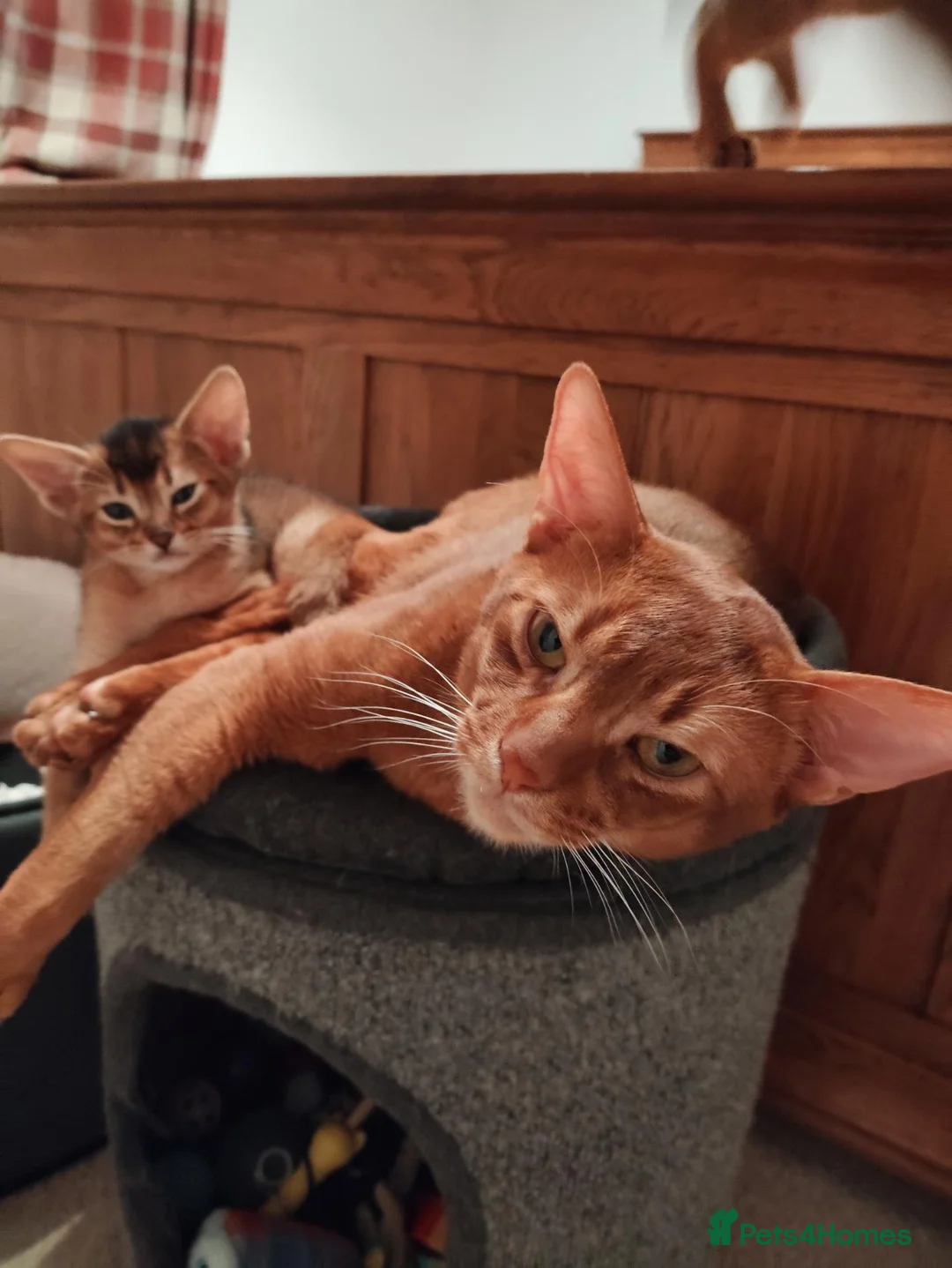 Abyssinian cats for stud: Cinnamon Abyssinian Boy! - Advert 2