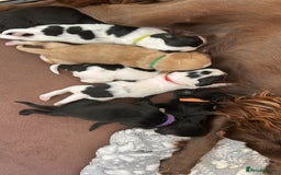 Sprocker dogs for sale: Sprocker Spaniel Puppies 🐶 - Image 3