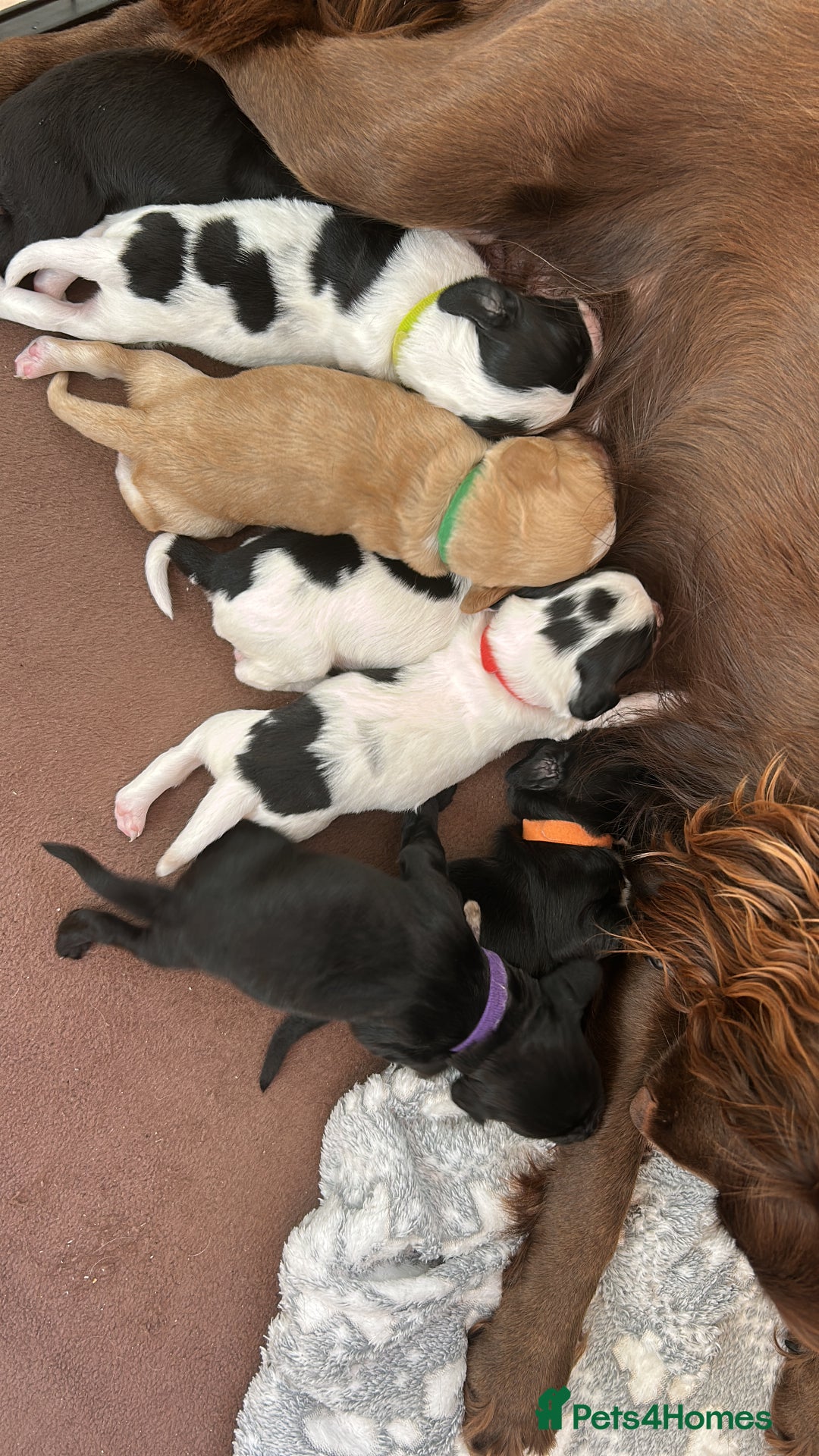 Sprocker dogs for sale: Sprocker Spaniel Puppies 🐶 - Image 3