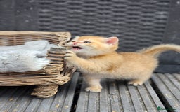 British Shorthair cats for sale: Tica reg Golden Shaded British shorthair kittens. - Image 13