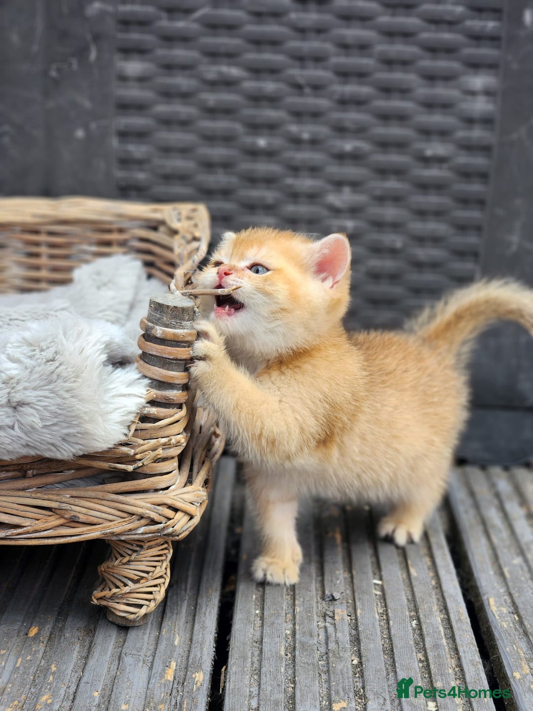 British Shorthair cats for sale: Tica reg Golden Shaded British shorthair kittens. - Image 13