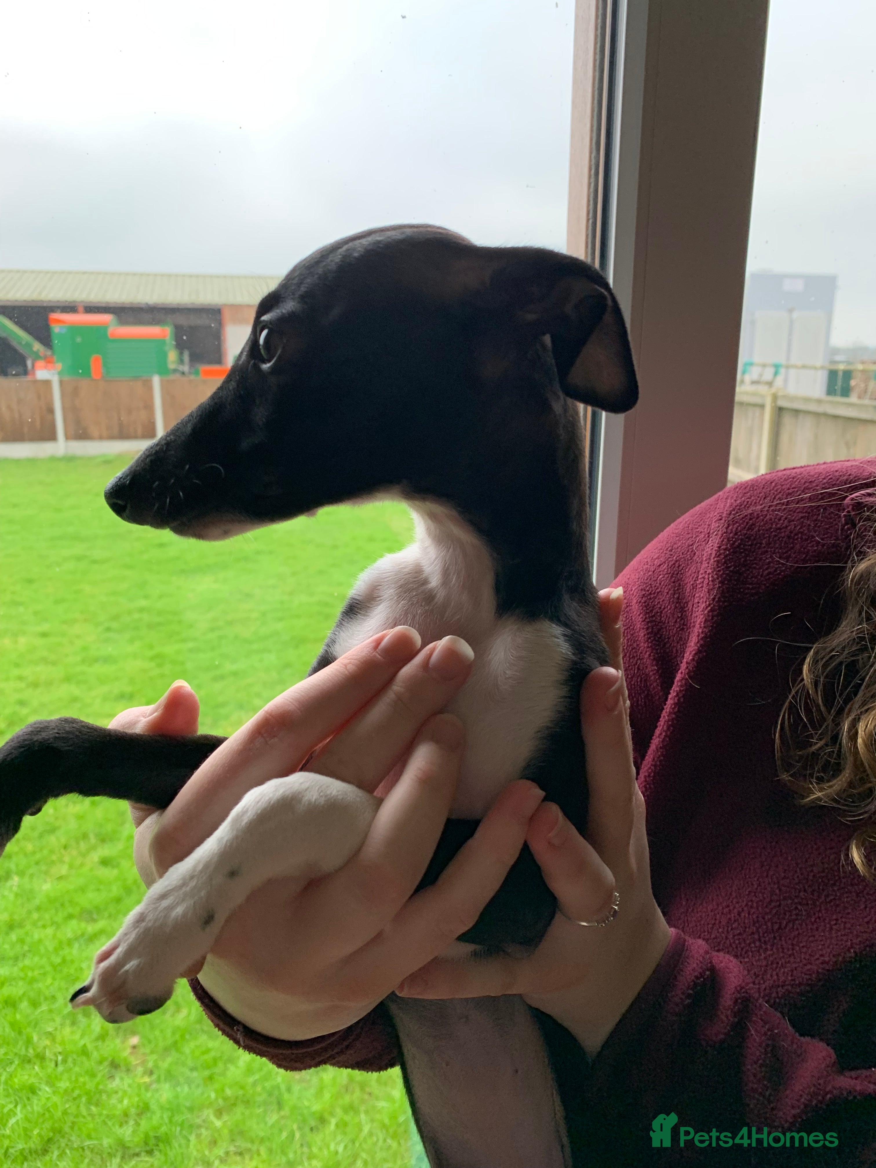 Italian Greyhound dogs Quality KC reg Italian greyhound puppies  - Advert 3