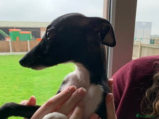 Italian Greyhound dogs Quality KC reg Italian greyhound puppies - Advert 3