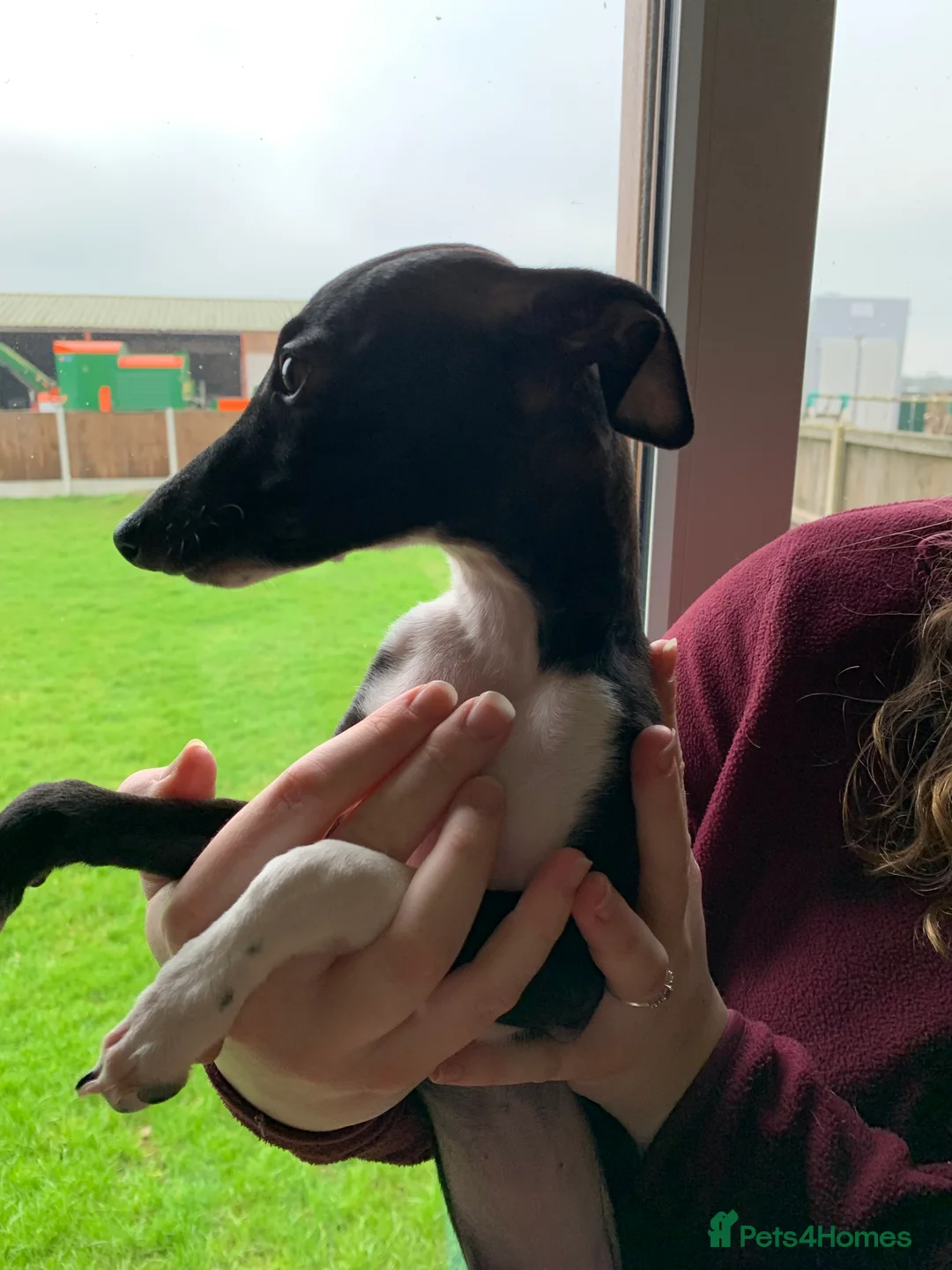 Italian Greyhound dogs for sale: Only one quality KC girl left  - Advert 1