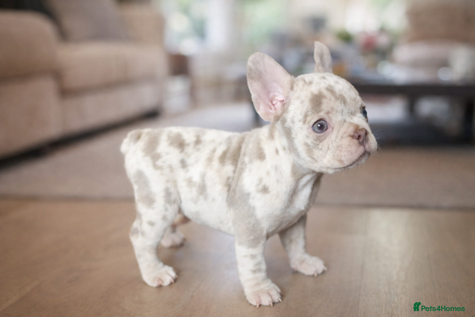 French Bulldog dogs Last female merle french bulldog - Advert 4