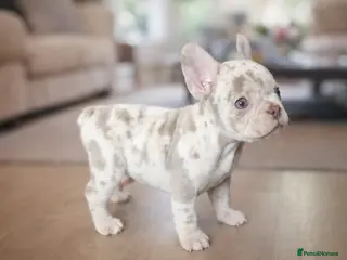 French Bulldog dogs Last female merle french bulldog - Advert 1