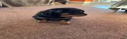 Rottweiler dogs for sale: Purebred Rottweiler bitch pup - Advert 4