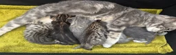 Bengal cats for sale: 3/4 blue bengal  kittens - Advert 11