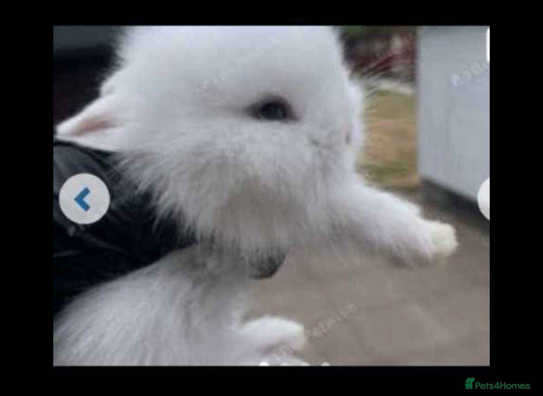 Lionhead rabbits for sale: Baby Lionhead bunnies  - Advert 18