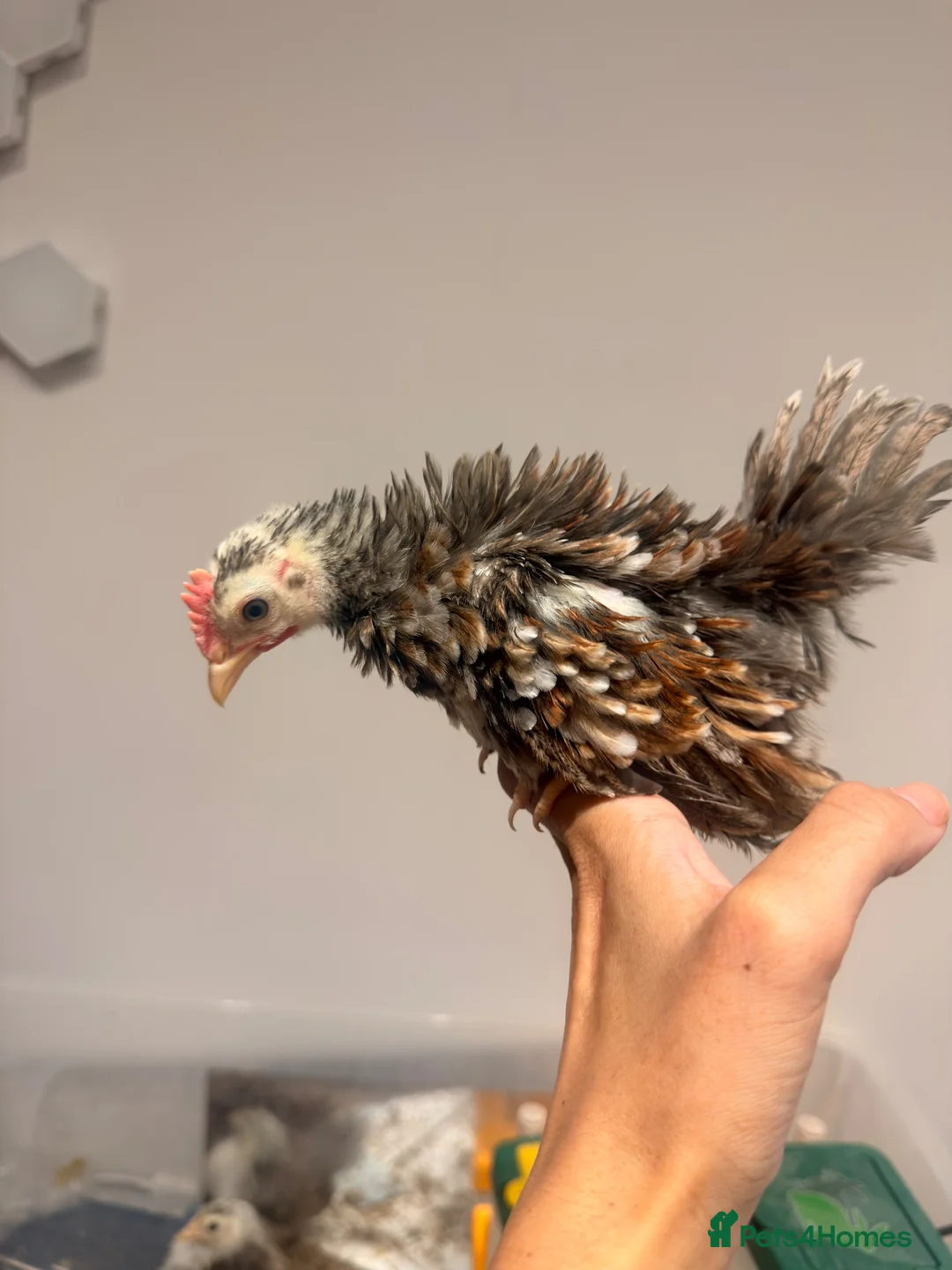 Chickens poultry for sale: BANTAM Serama Chickens Frizzled  in Waltham Cross - Advert 2
