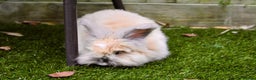 Angora rabbits for sale: English Angora pair  - Advert 4