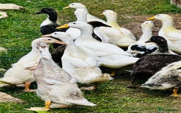 Ducks poultry for sale: Indian Runner Ducks - READY NOW 😊 - Image 1