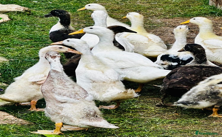 Ducks poultry - Advert 1