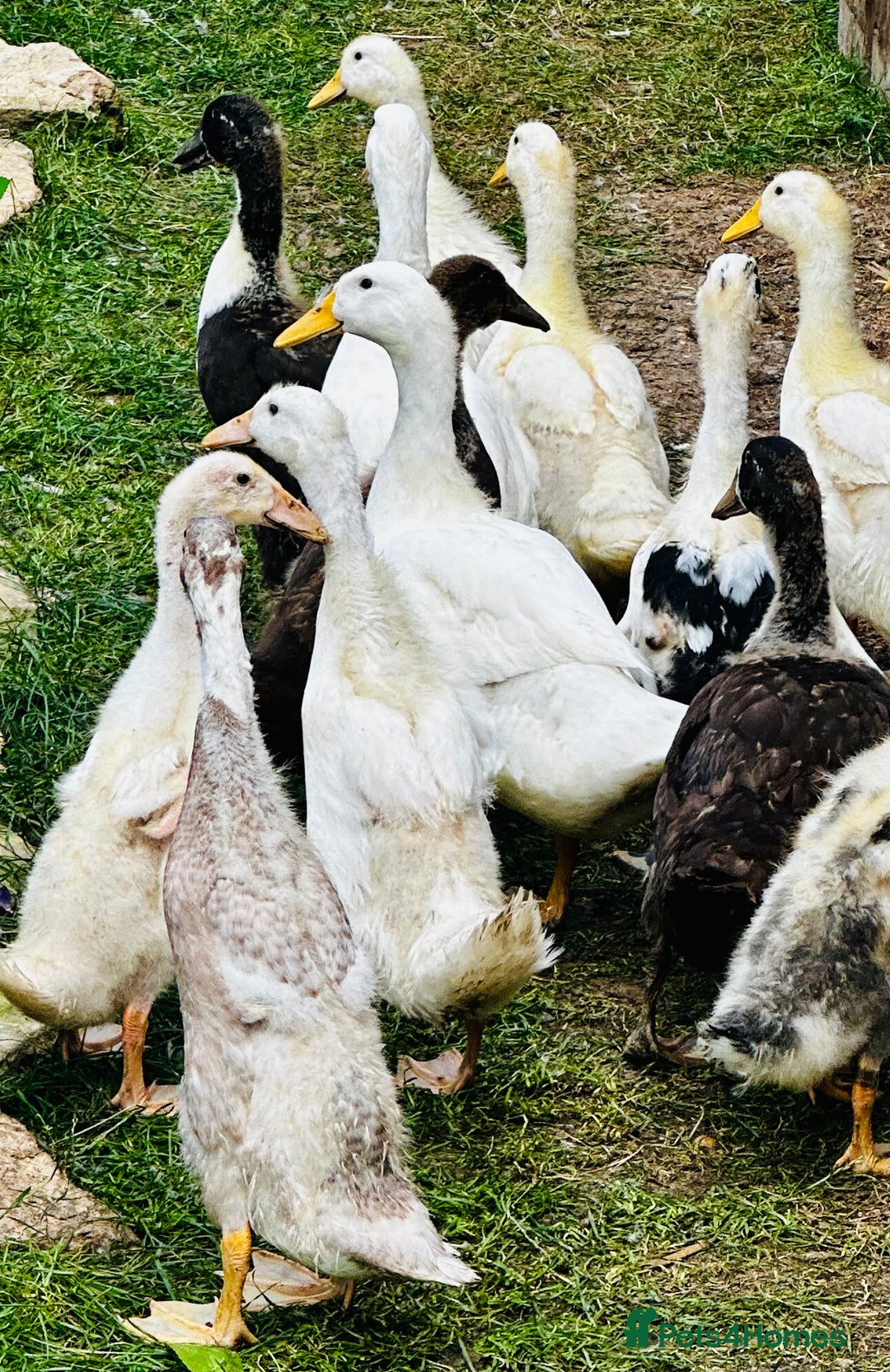 Ducks poultry for sale: Indian Runner Ducks - READY NOW 😊 - Image 1