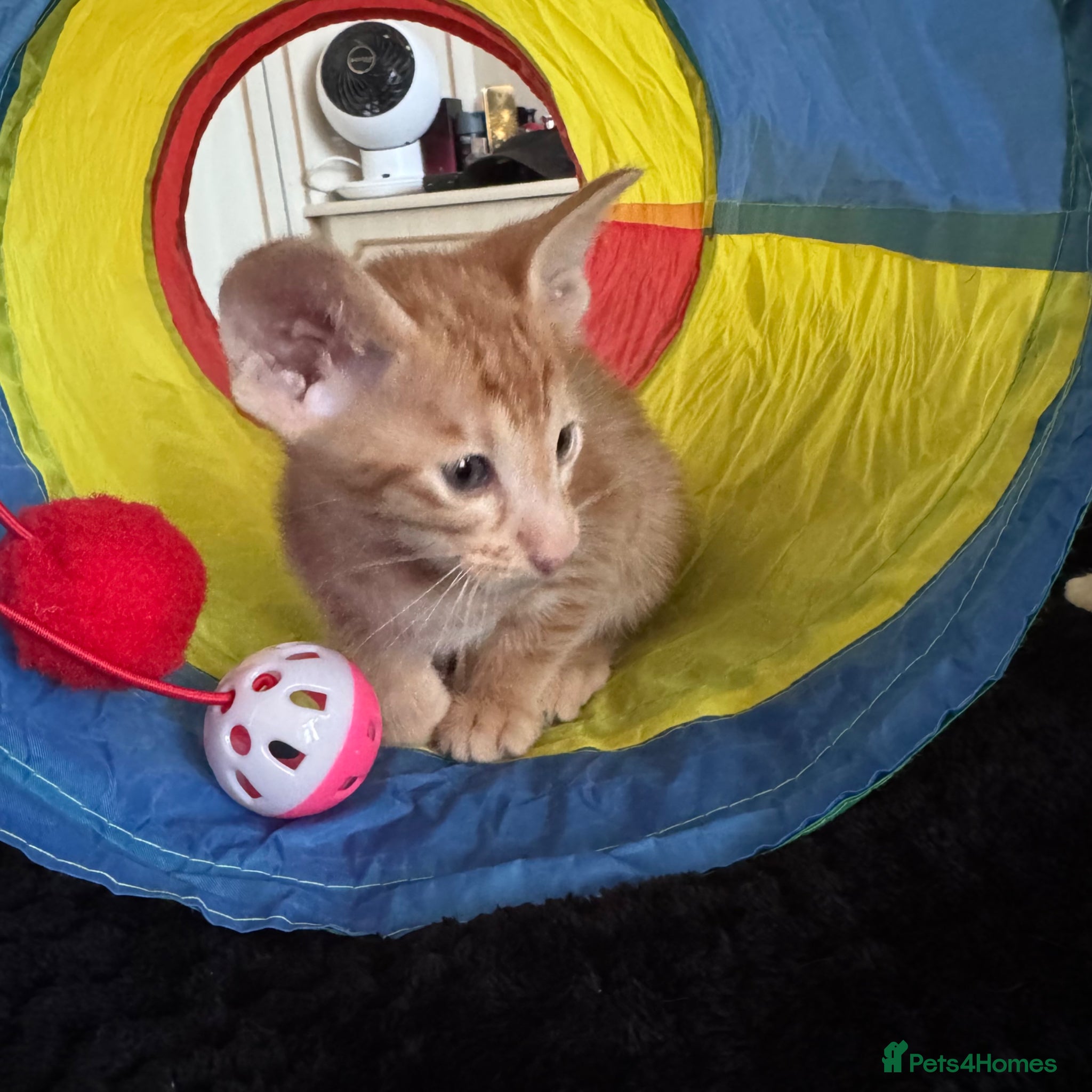 Oriental cats Beautiful kittens  - Advert 1