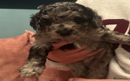 Cavapoo dogs for sale: Beautiful Cavapoo Puppies - Image 7