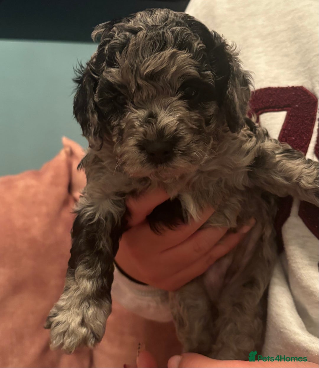 Cavapoo dogs for sale: Beautiful Cavapoo Puppies - Image 7