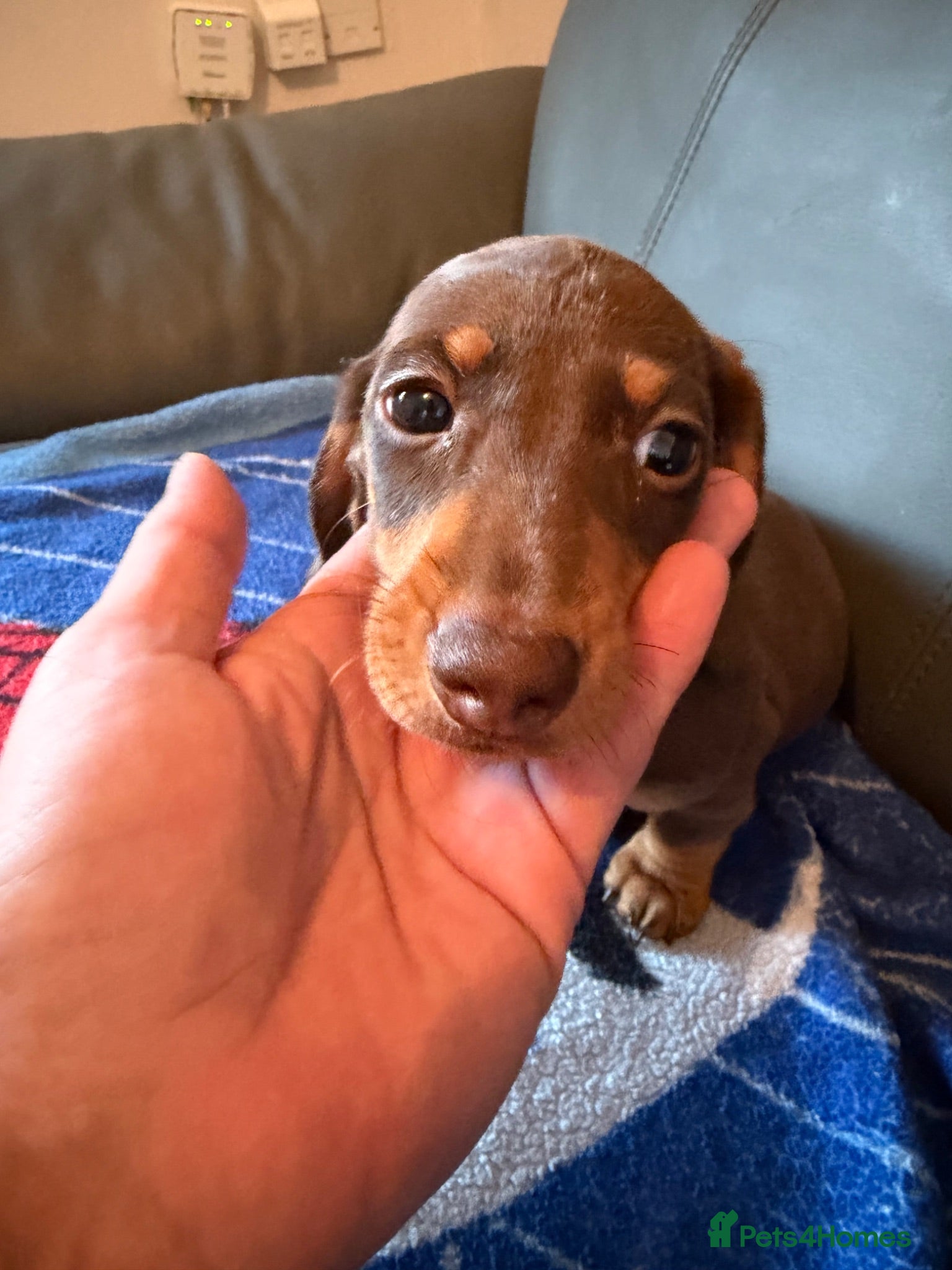 Miniature Dachshund dogs Miniature Dachshunds puppies - Advert 2