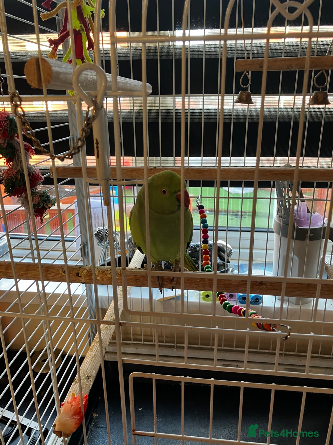 Parakeets birds for sale: parakeet - Advert 2