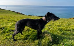 Bedlington Terrier dogs for sale: Bedlington Whippet Puppies - Image 7