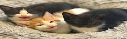 Mixed Breed cats for sale: 3 Black and White Mixed Male Kittens  in Sheffield - Advert 9
