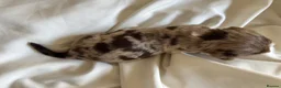 Yorkshire Terrier dogs for sale: Beautiful Choco & Choco Merle Puppies🤎🐾🎀 in Dunstable - Advert 26