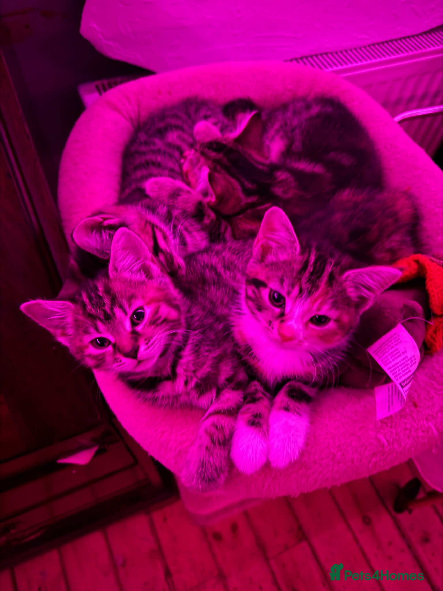 Siberian cats siberian/european shorthair ready for new homes! - Advert 3