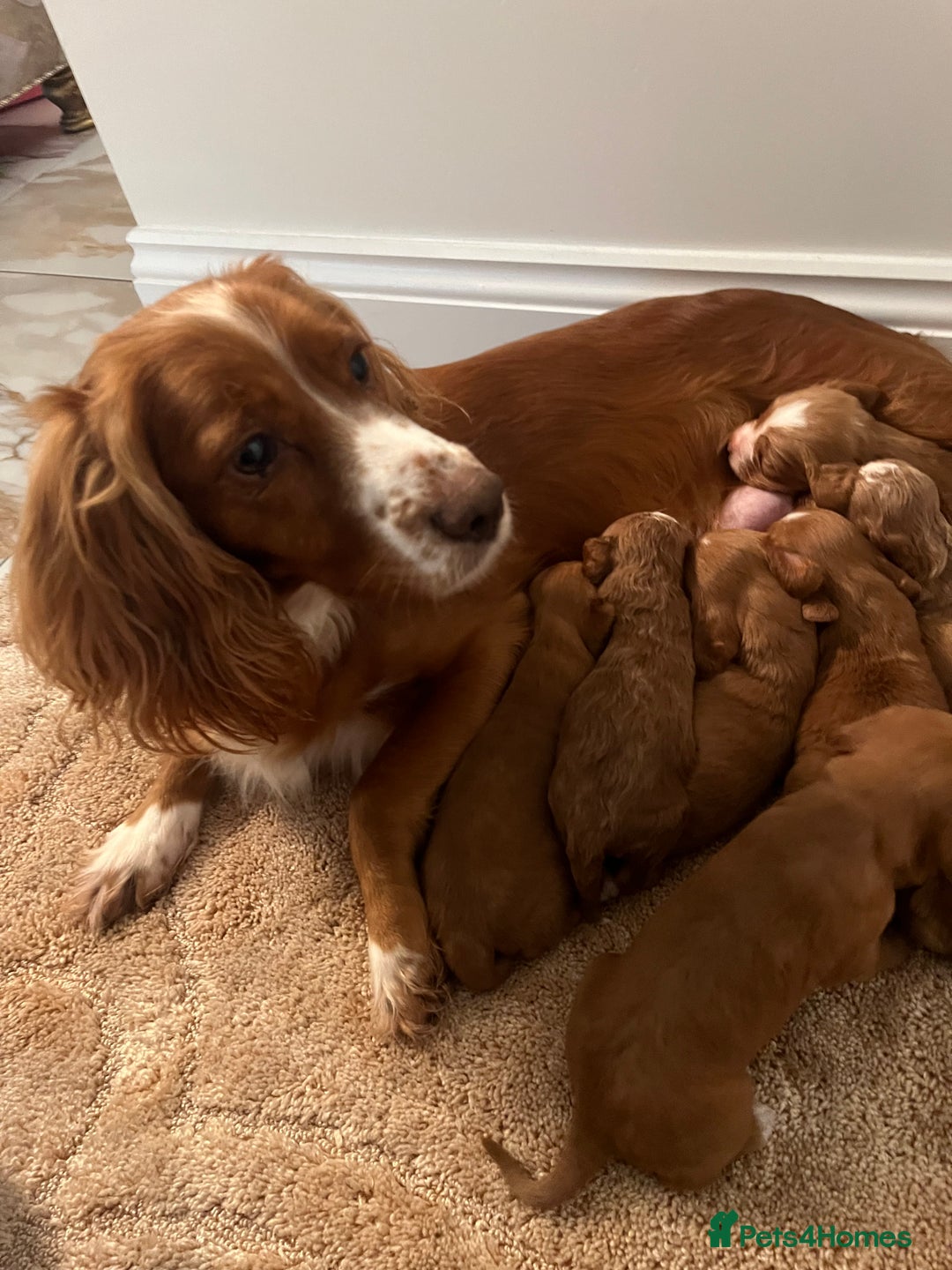 Cockapoo dogs for sale: Cockpoo puppies - Advert 2