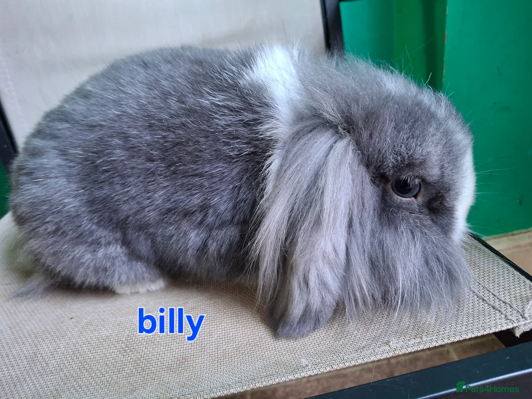 Mini Lion Lop rabbits for sale: 1 does and 5 bucks mini lop and lion lop - Advert 3