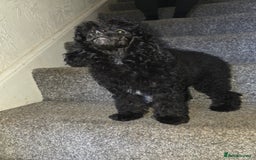 Toy Poodle dogs for sale: merle toy poodle  - Image 7