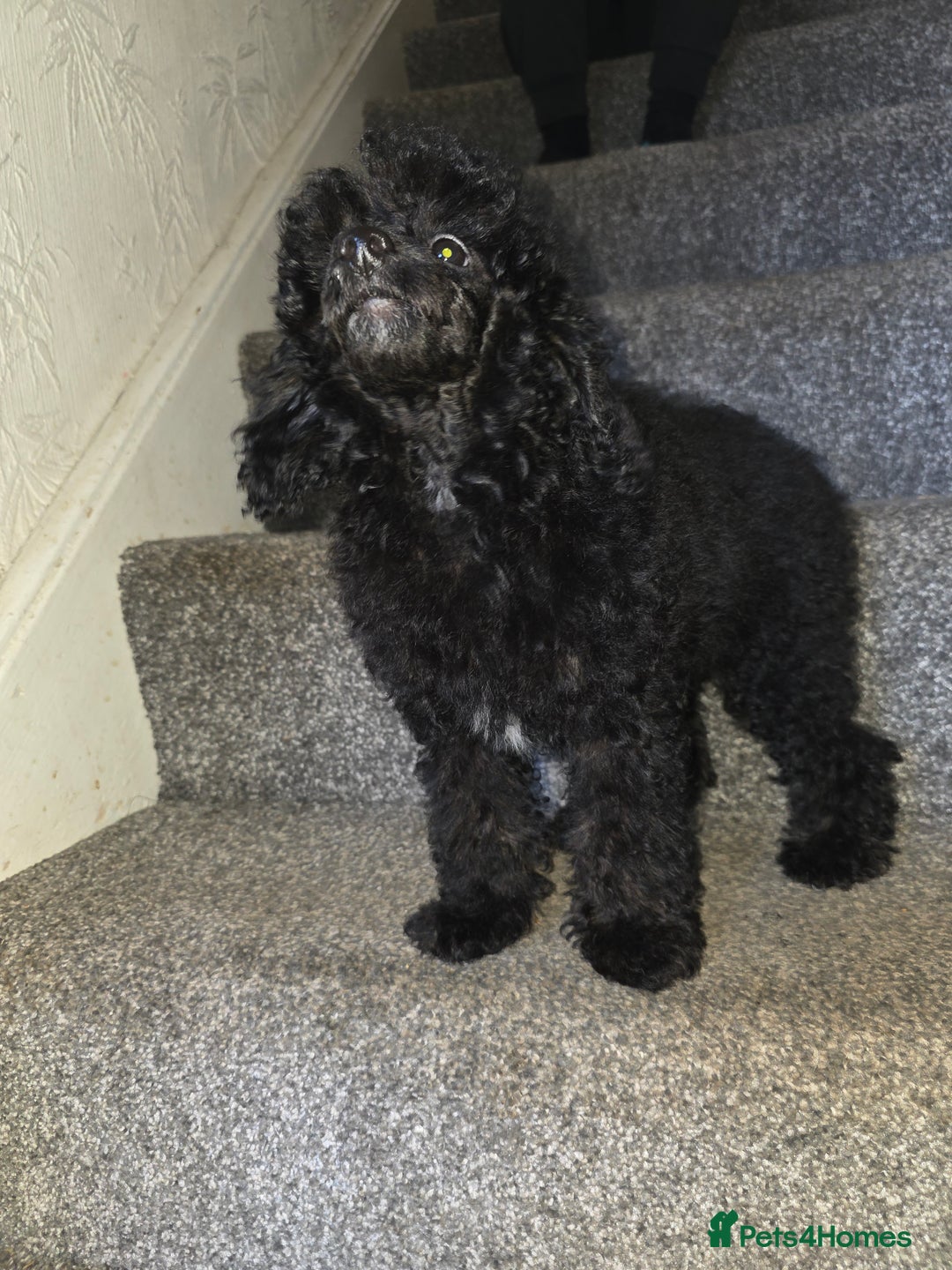 Toy Poodle dogs for sale: merle toy poodle  - Image 7