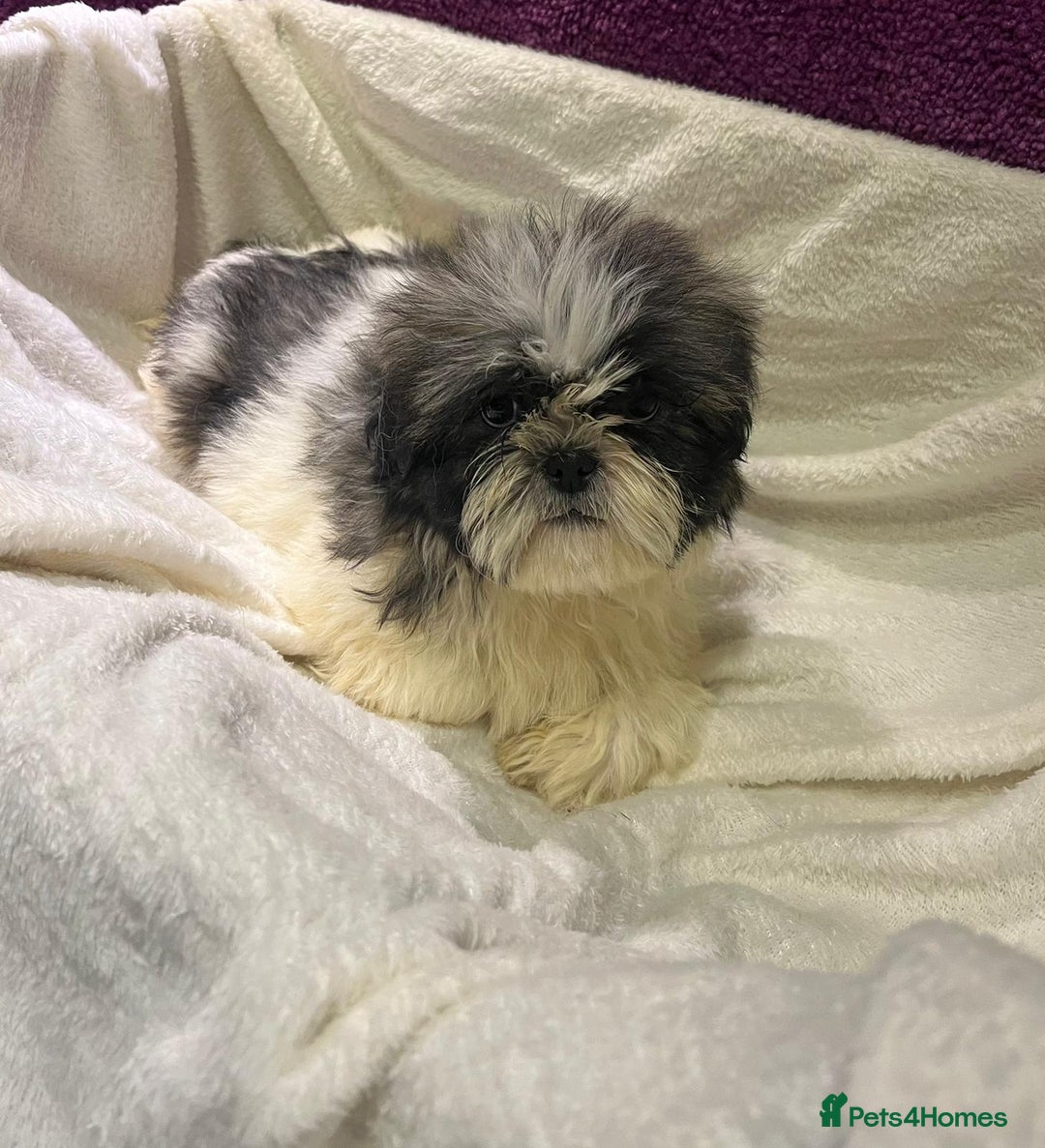 Shih Tzu dogs for sale: Shih Tzu puppy's - Advert 2