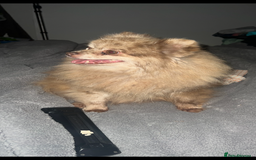 Pomeranian dogs for sale: Pomeranian puppy’s  - Image 6