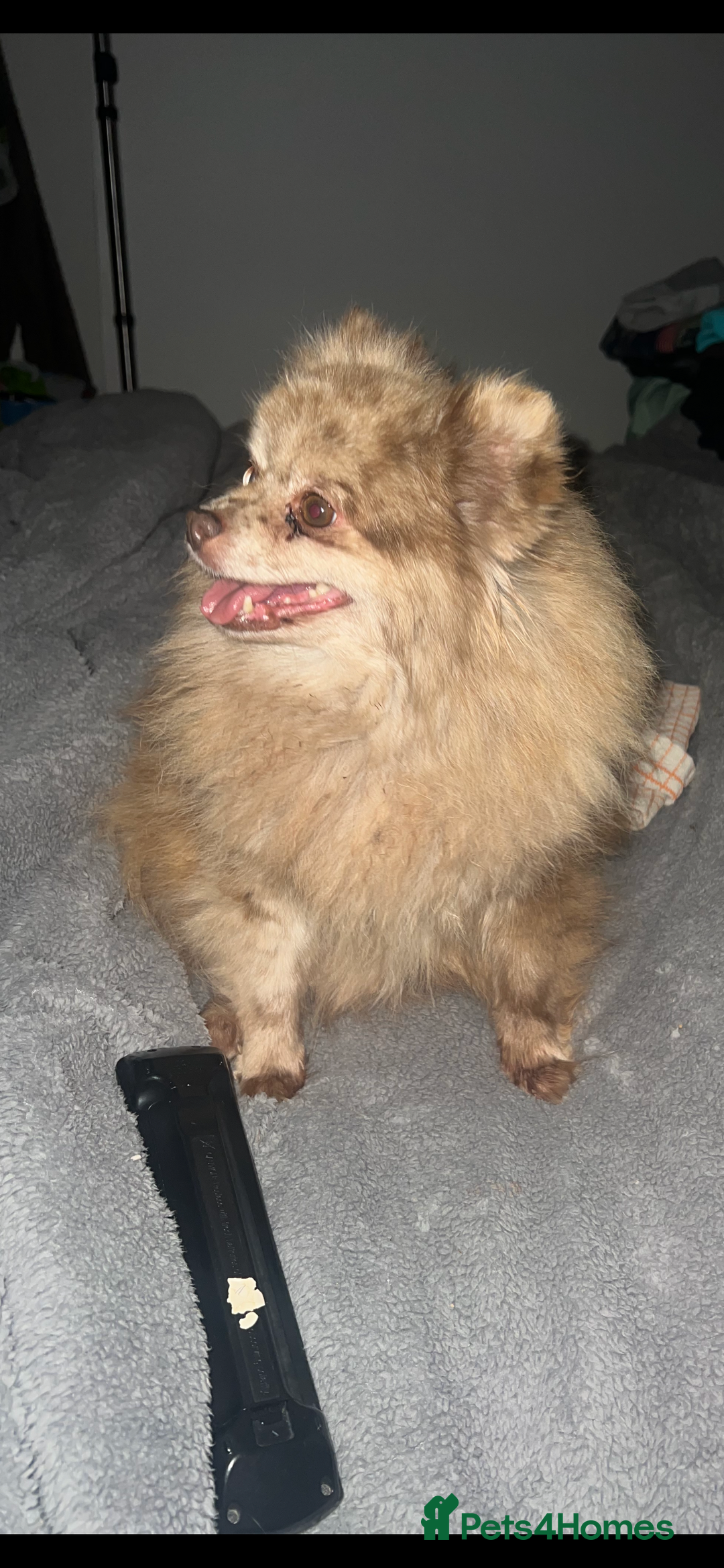 Pomeranian dogs for sale: Pomeranian puppy’s  - Image 6