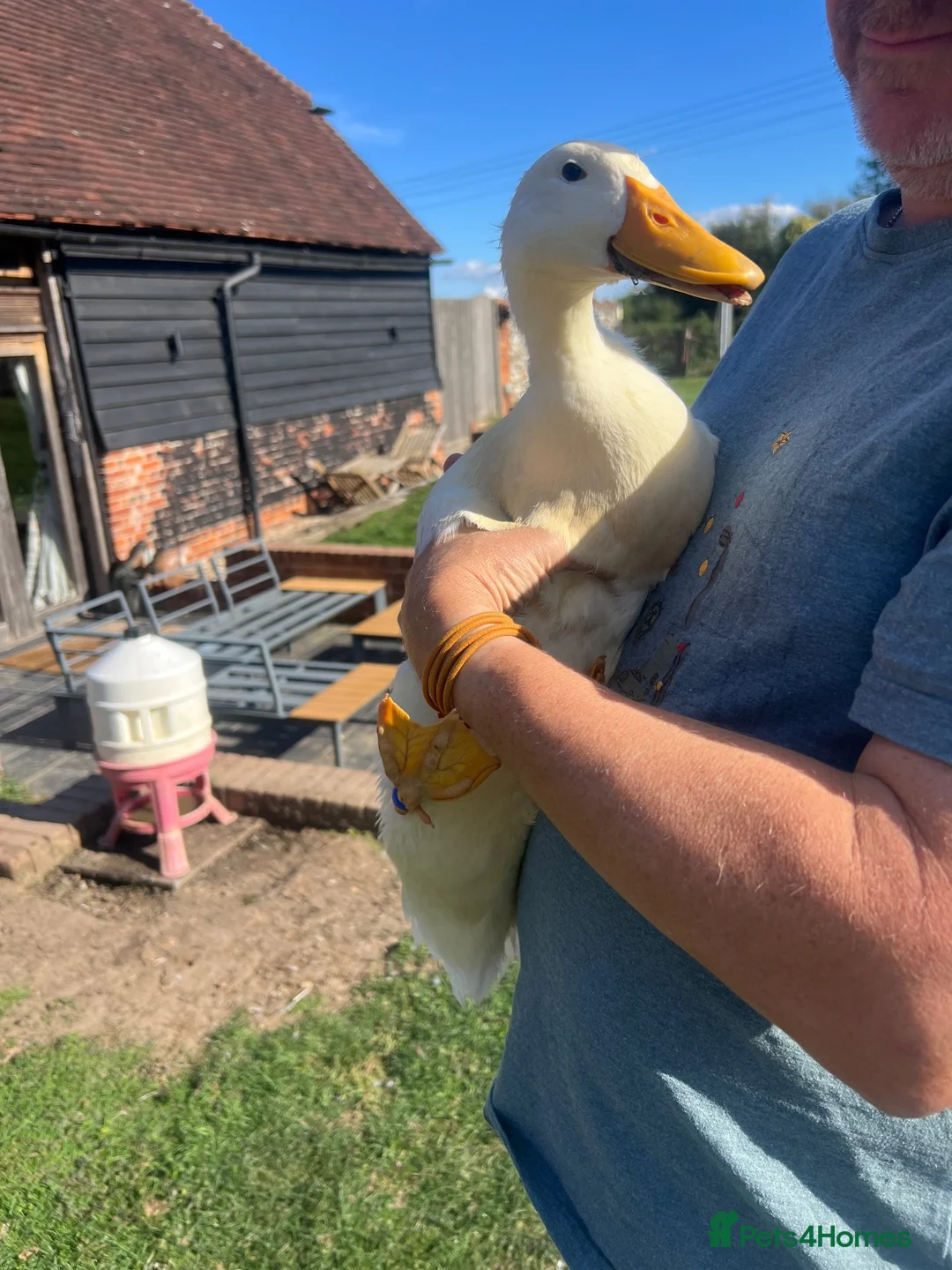Ducks poultry for sale: 3 Male Ducks  in Faversham - Advert 3