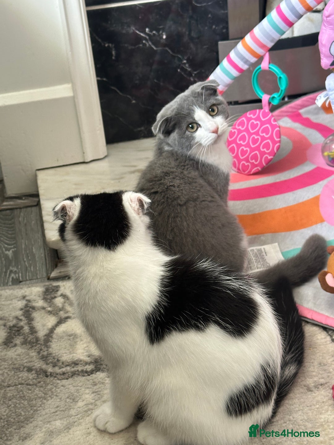 Scottish Fold cats for sale: Kittens  - Image 15