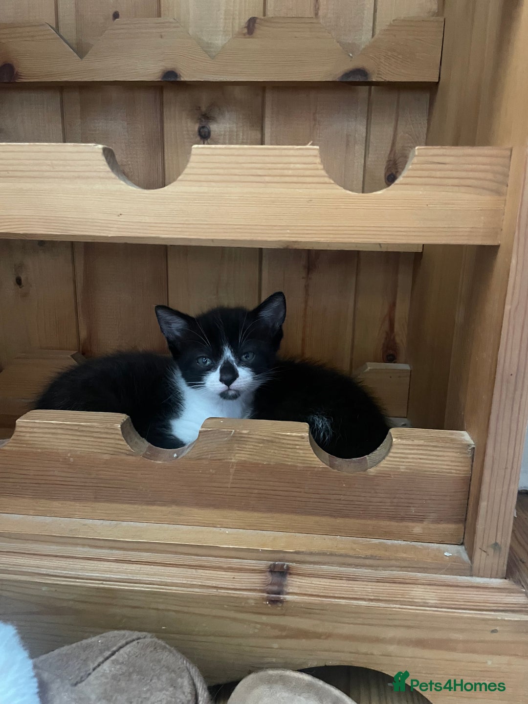 British Shorthair cats for sale: Three British shorthair kittens  - Image 3