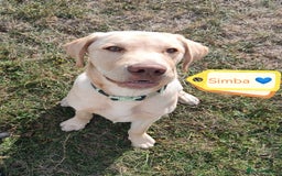 Labrador Retriever dogs for adoption: 💙🐶 SIMBA 🐶💙 - Image 1