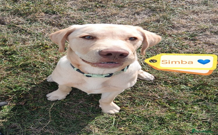 Labrador Retriever dogs - Advert 4