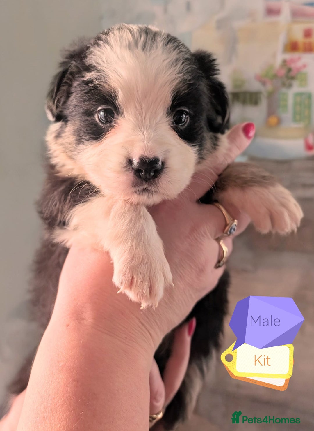 Mixed Breed dogs for sale: Beautiful Bordernese Puppies - Advert 12