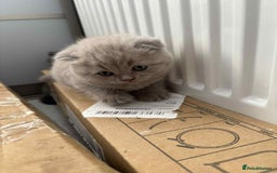 Scottish Fold cats for sale: Absolutely stunning kittens  - Image 10