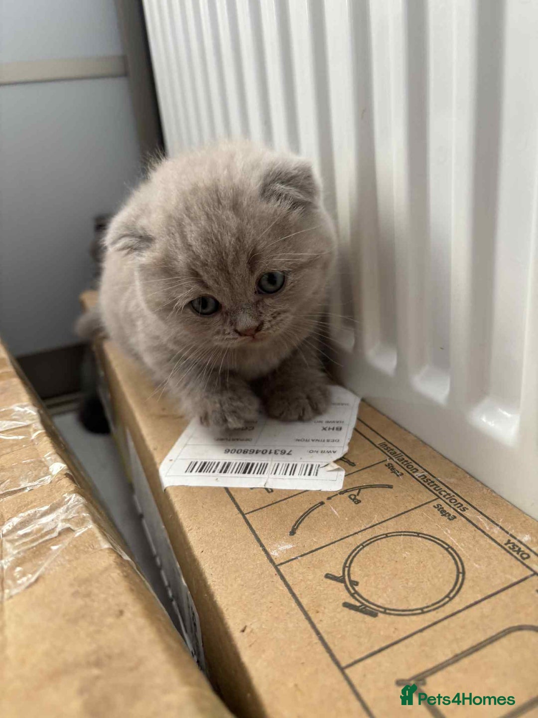 Scottish Fold cats for sale: Absolutely stunning kittens  - Image 10