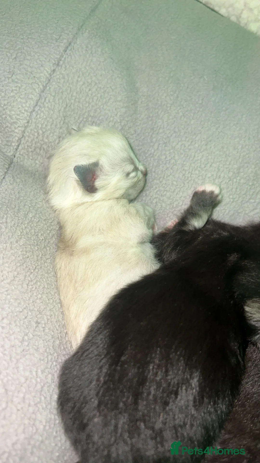 Mixed Breed cats for sale: 5 kittens for sale  - Advert 3